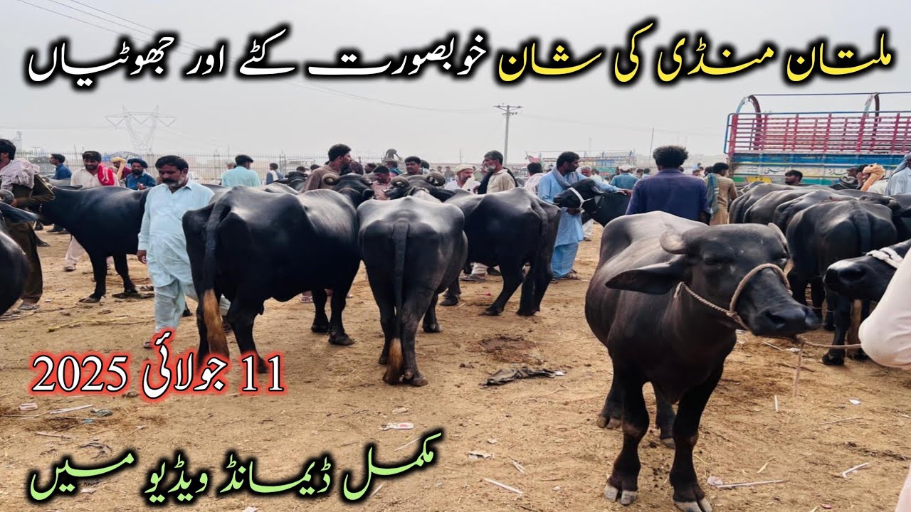Buffalo Markete Multan| Neeli Ravi Khoobsurat| Buffalo Or Kattay For Sale|