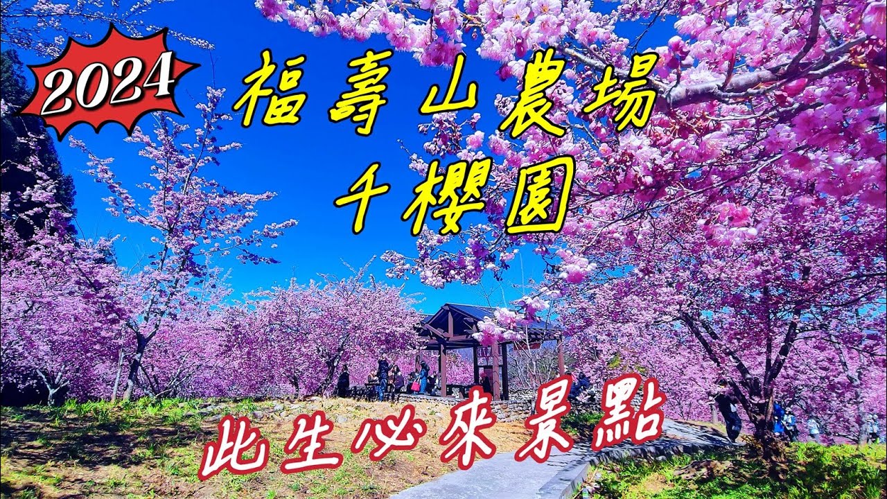 【2024賞櫻景點】福壽山千櫻園｜6000株櫻花｜此生必去
