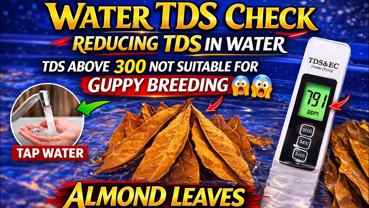 Guppy Breeding Water TDS Test | Reduce High TDS Using Almond Leaves & adding fresh Water