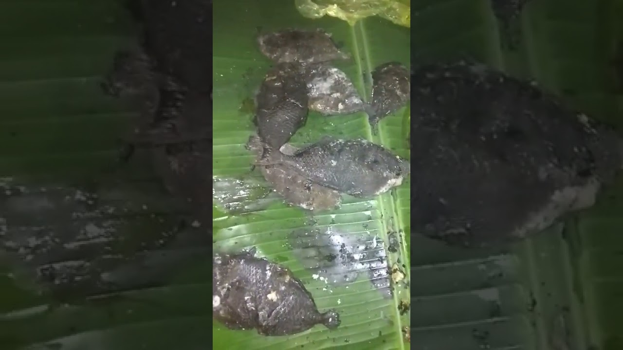 Bakar ikan Kerapu/Garopa dan Tatu (1)