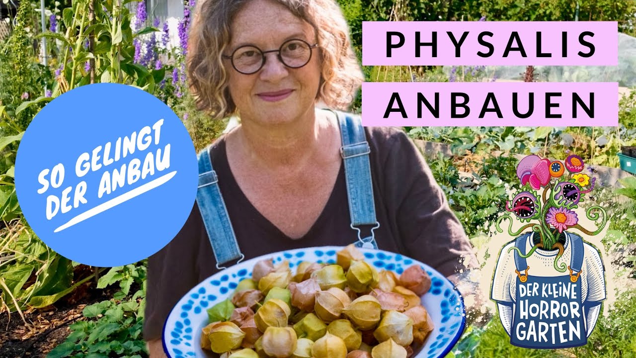 Physalis anbauen - Expertentipps I der kleine Horrorgarten