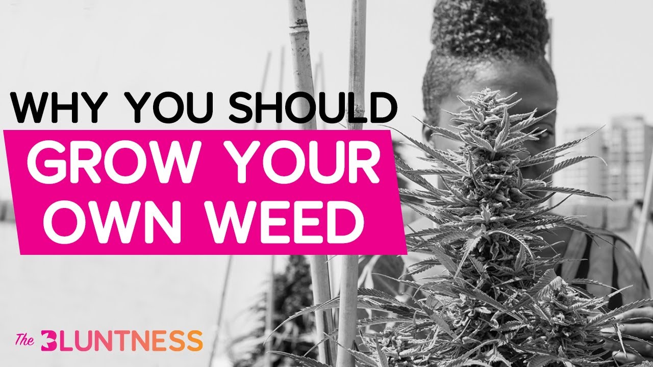 Why You Should Grow Your Own Weed | The Edge ft Dank Duchess