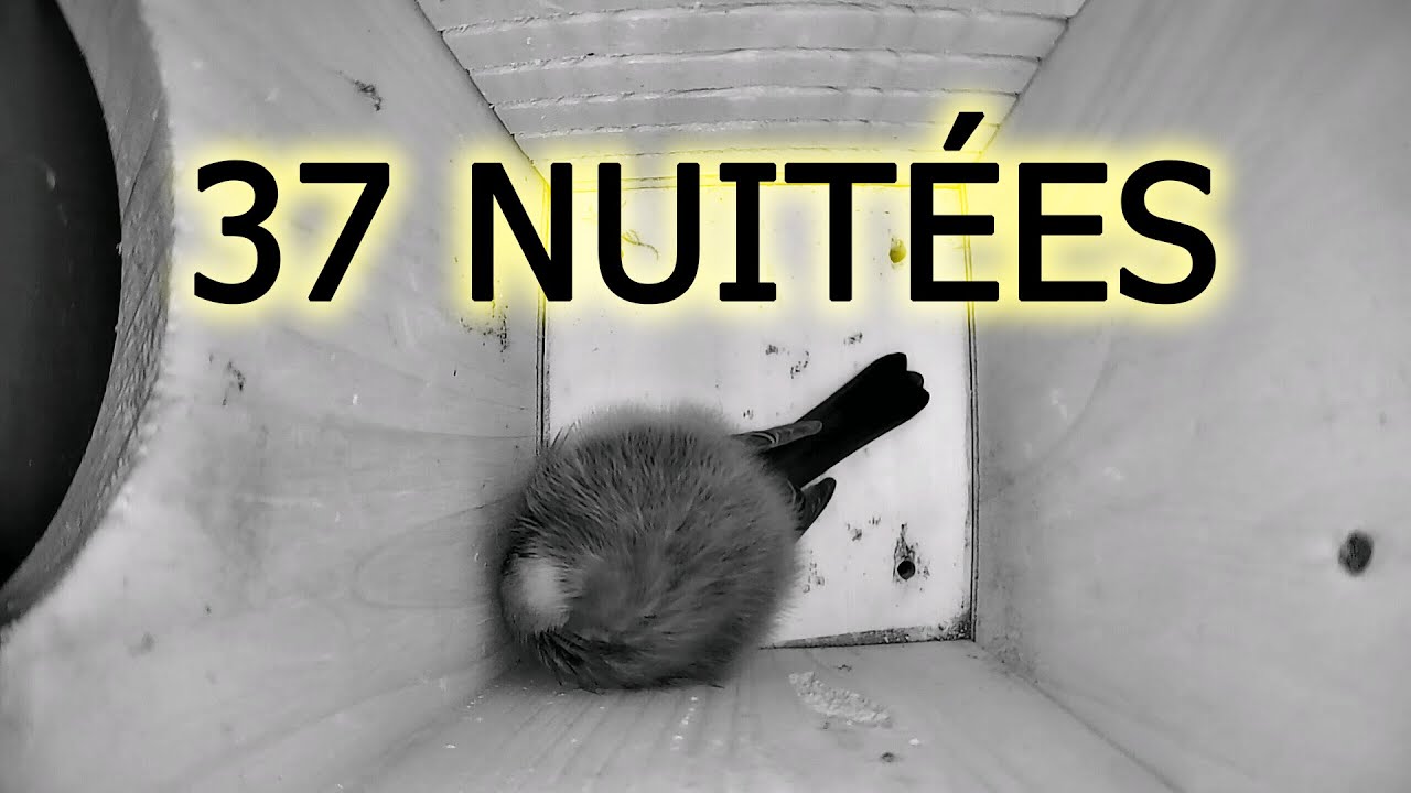 Mésange charbonnière au nichoir durant l'hiver