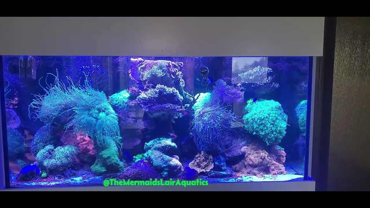 Beautiful Coral Filled Aquarium 