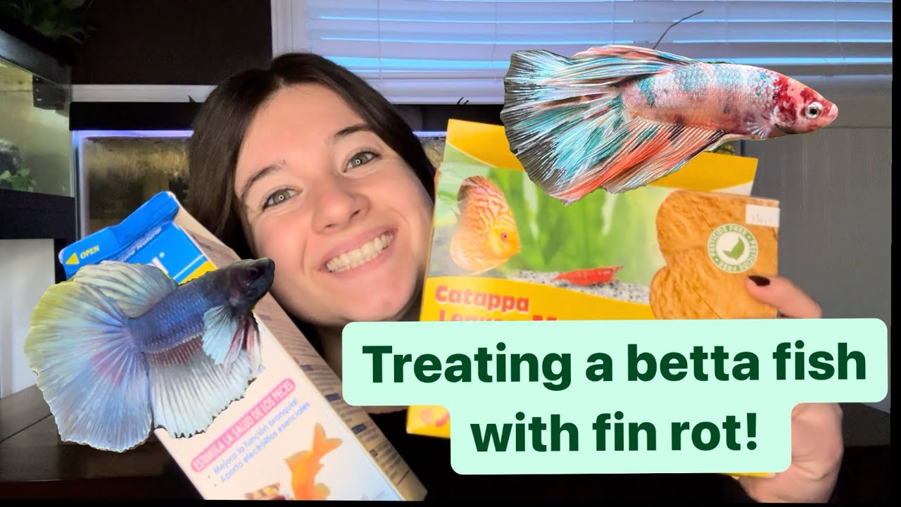 How I treat my betta fish with fin rot 🩵