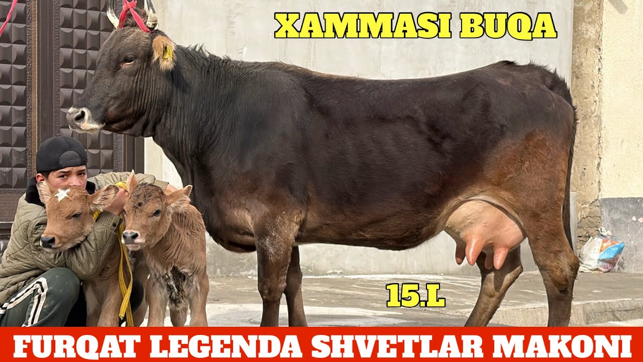 FURQAT LEGENDA SHVETLAR MAKONI BUNAQA JUDA KAM KELADI BOLASI BUQA 5.BOSH TAYOR