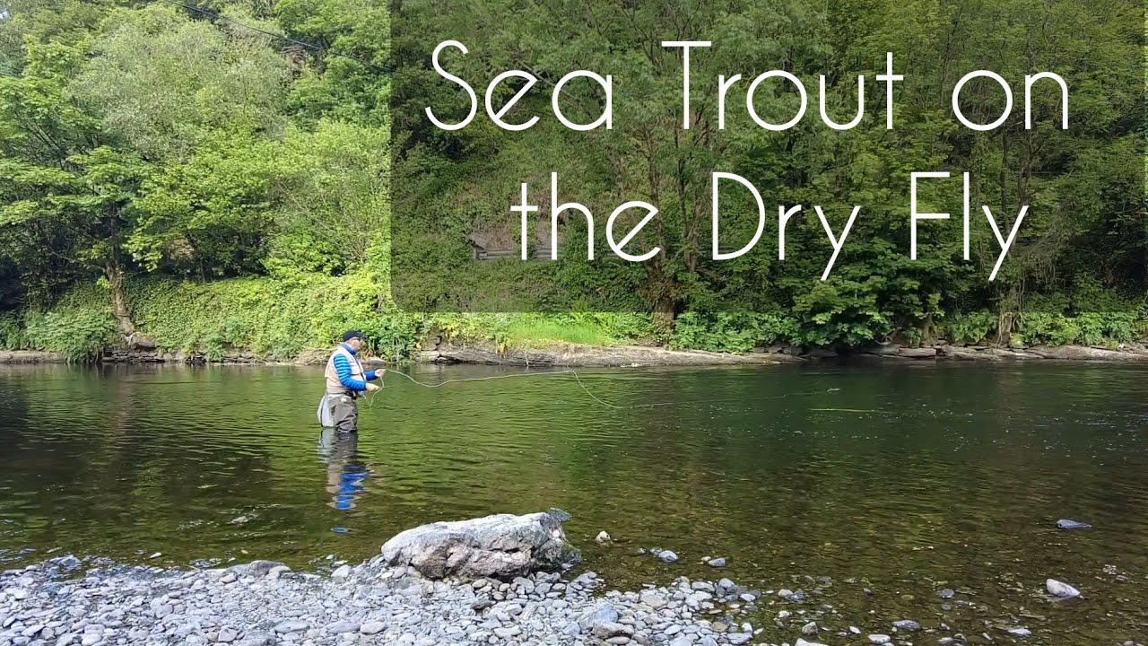 Sea trout on the dry fly #dryfly #seatroutfishing #seatrout #trout #sewen #flyfishing