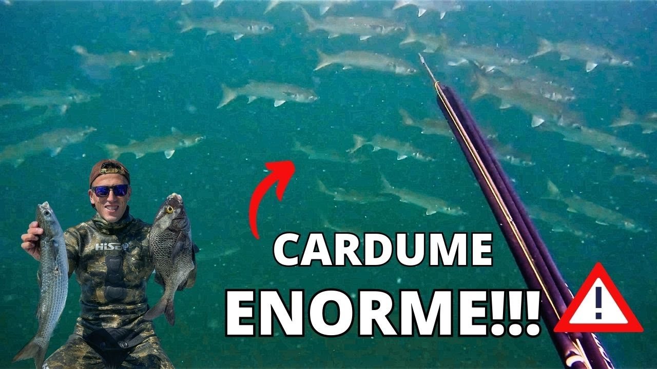 ENCONTREI UM CARDUME GIGANTE - PESCA SUB - TAINHA ROBALO E SARGO DE BEIÇO