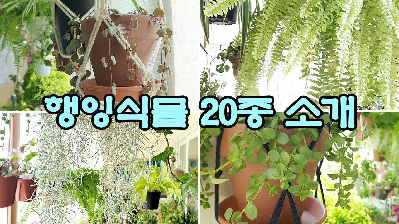 🔔베란다 정원 행잉식물 20종 소개 20 Hanging plants/봄 플랜테리어/러브체인, 페페 이사벨라, 보스턴고사리, 박쥐란, 슈가바인