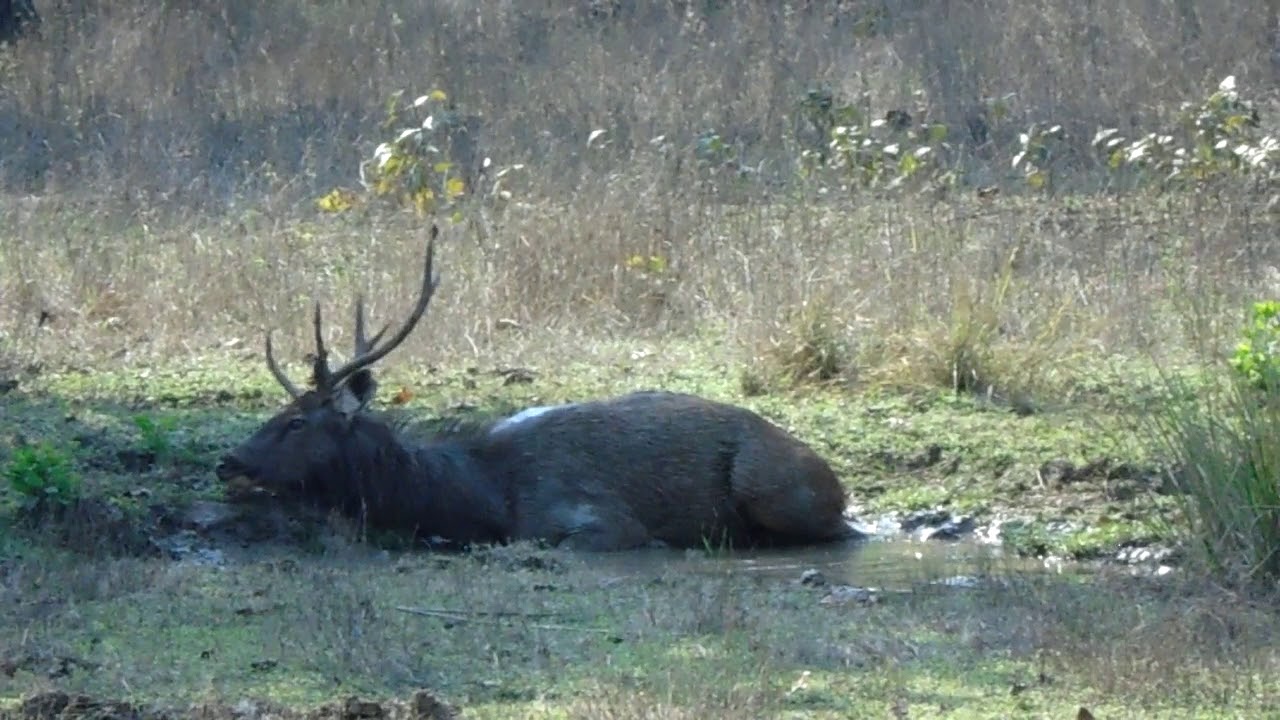Sambar Deer Wallowing in Mud