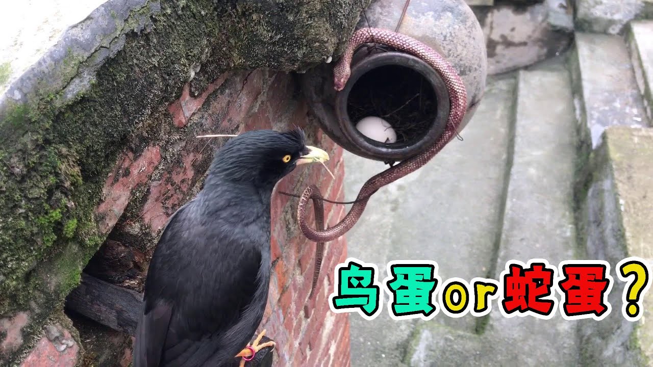 主人在鸟窝里放了一颗蛋，八哥不知所措的在窝门口徘徊：谁的蛋？！【天下一场梦】