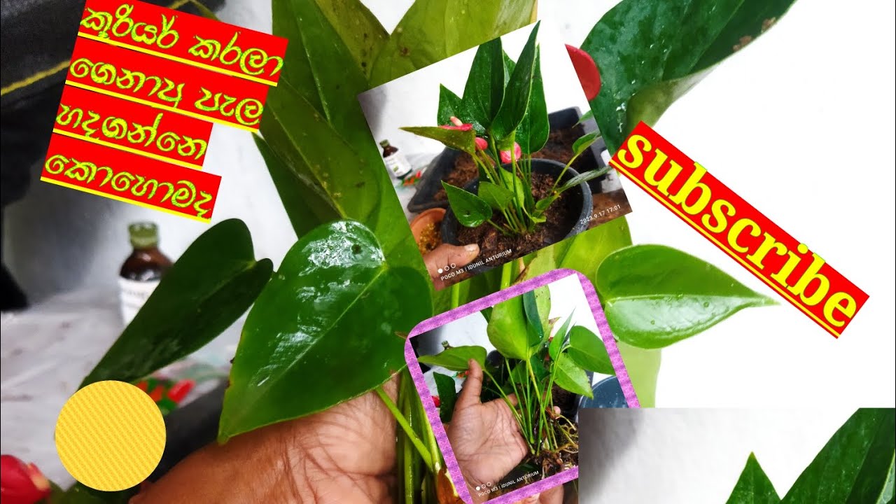 කූරියර්  කරලා ඔයාලට ලැබෙන ඇන්තූරියම්  පැල හදගන්නේ කොහොමද බලමුද,,ටව කෙනෙකුට බලන්න share  කරන්න.