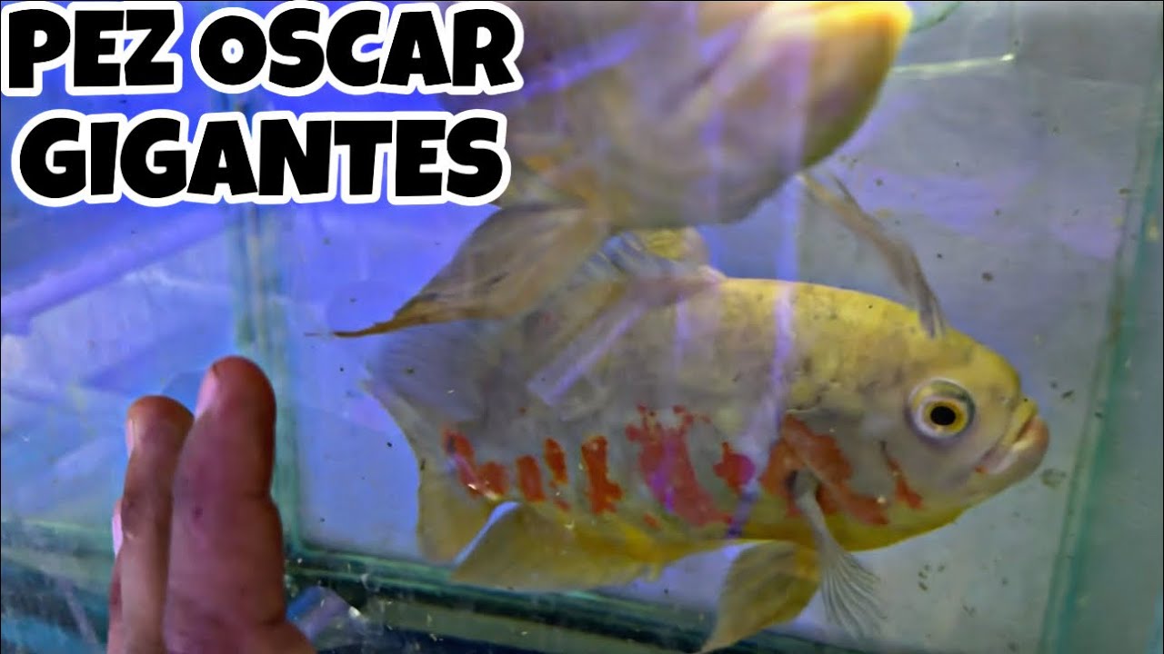  MILES DE PECES EN ESTE CRIADERO - 2DA parte