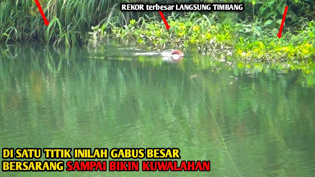 Mancing ikan gabus besar di sungai besar Gak Nyangka bisa mendapatkan ukuran sangat besar