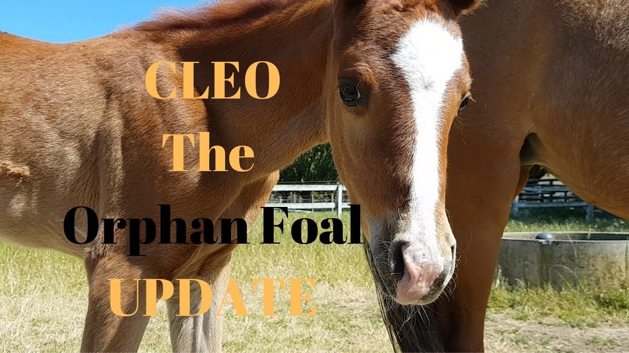 Orphan Foal Update 