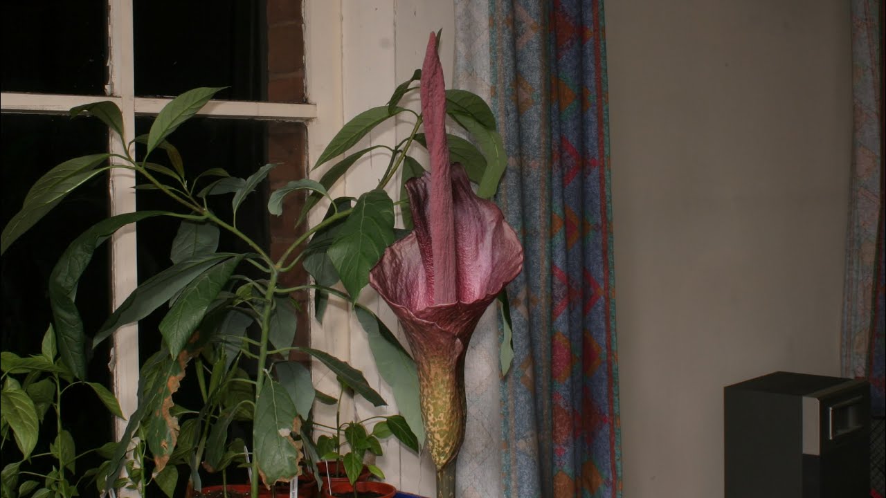 Amorphophallus Konjac Bloom Time Lapse