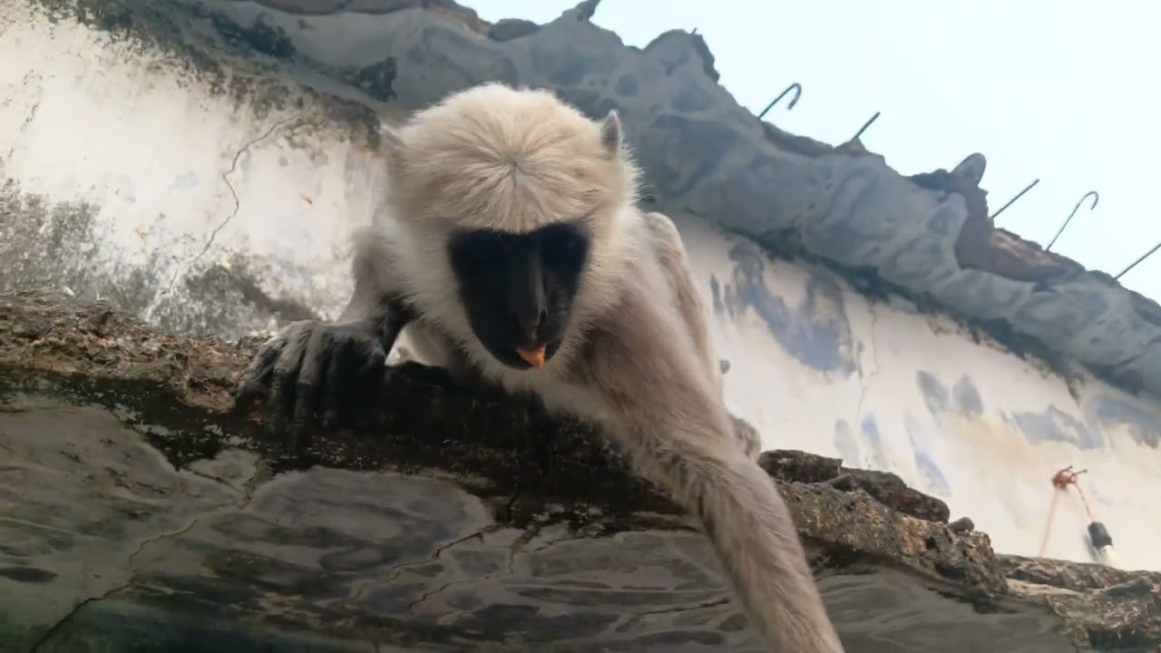 मेरी बिस्कुट और मंकी@Rishisirvlogs 