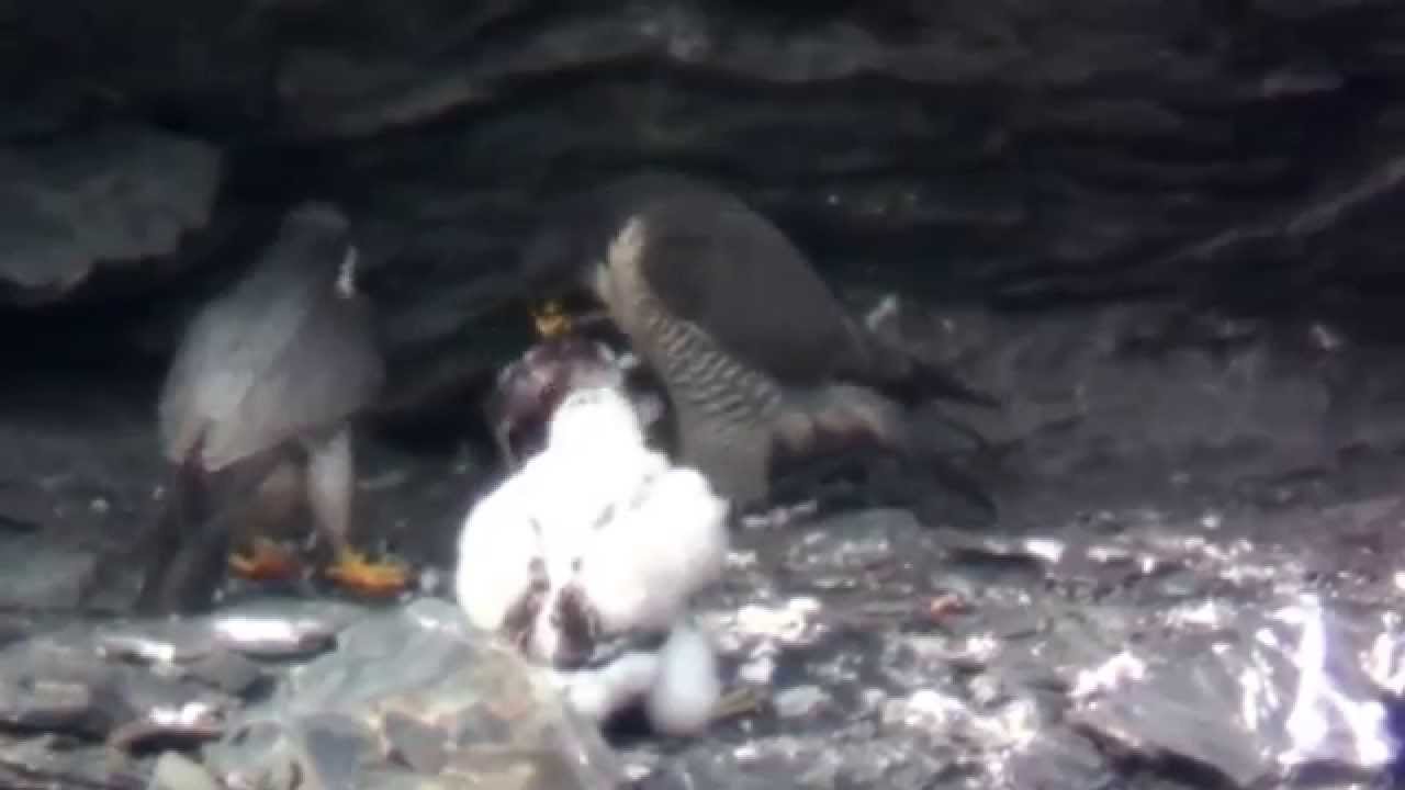 Feeding Sequence Dominant Female