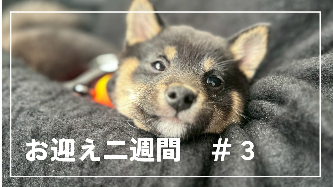 【お迎え二週間】豆柴もちあん日記　＃３