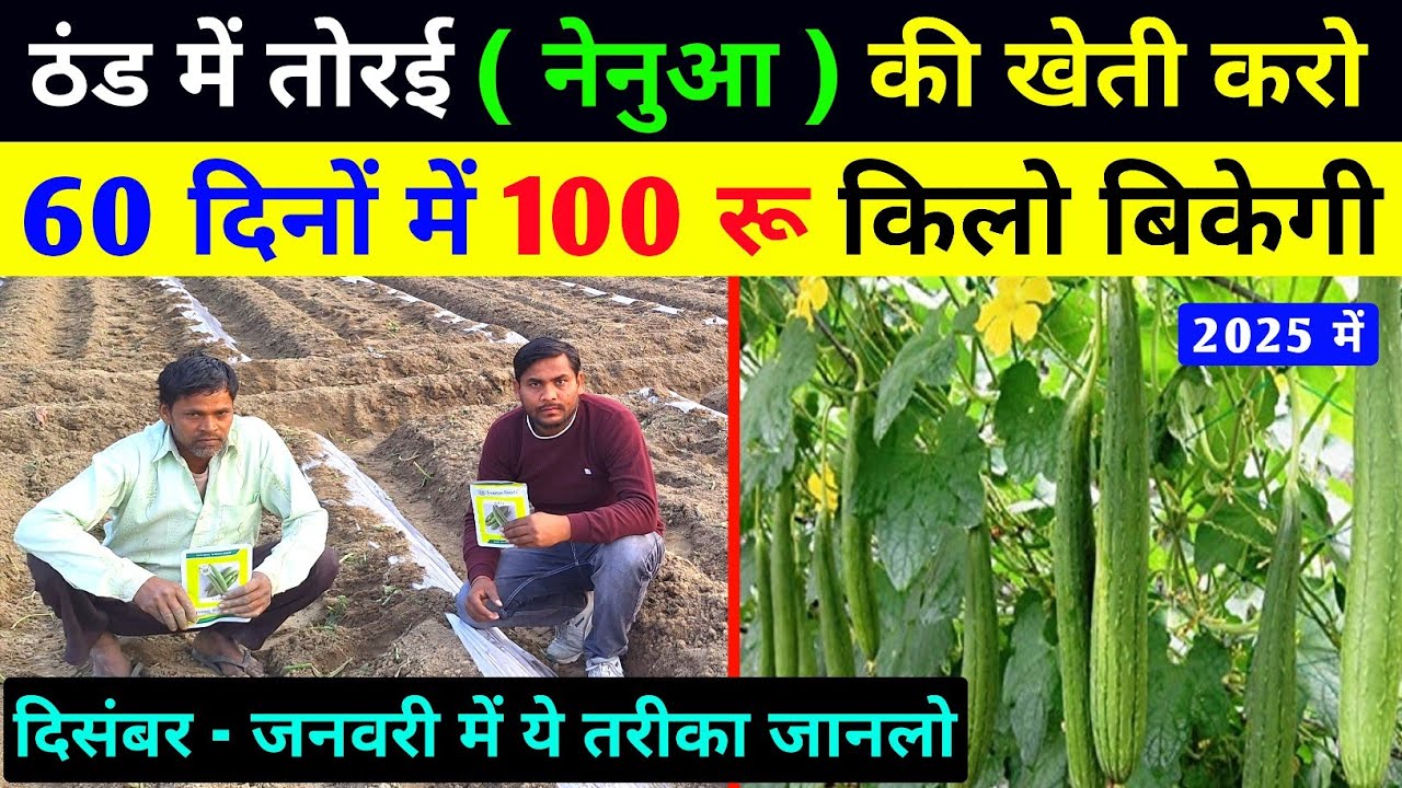 तोरई की खेती कब और कैसे करें | torai ki kheti kaise karen | nenua ki kheti kab kare | torai ki kheti
