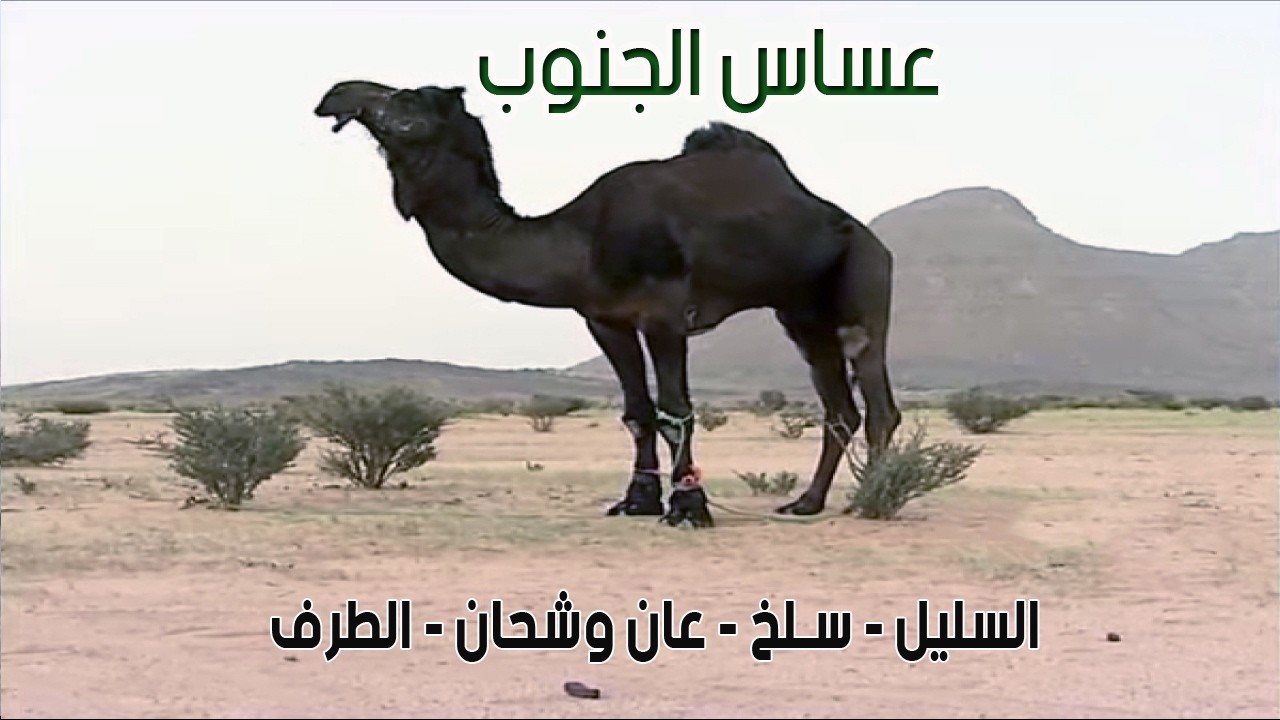 عساس الجنوب | السليل - سـلخ - عان وشحان - الطرف 11-7-1434هـ