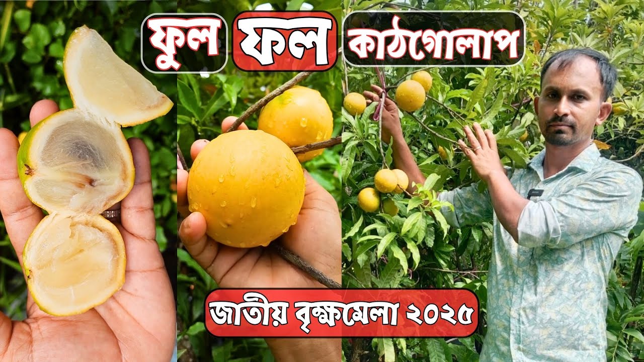 ফুল ফল কাঠগোলাপ ডিপ্লোমা নার্সারিতে | জাতীয় বৃক্ষ মেলা ২০২৫-Brikkho Mela 2025 | Gardening Bangladesh