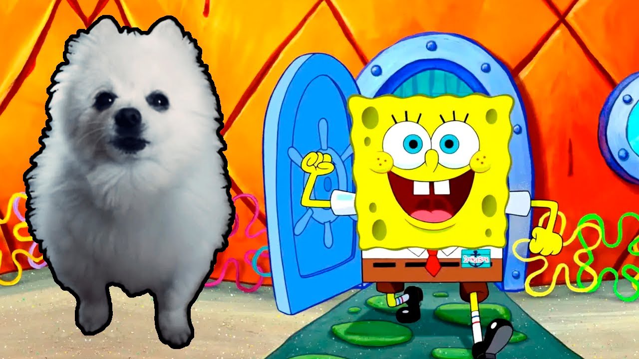 BOB ESPONJA | SPONGE BOB em CACHORRÊS