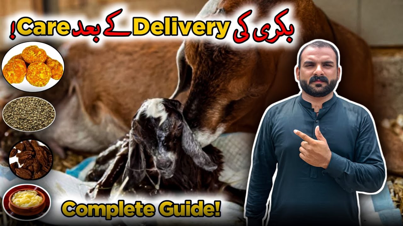 Bakri Ki Delivery Ke Baad Care | Goat After Delivery Care Guide | Goat Care Official