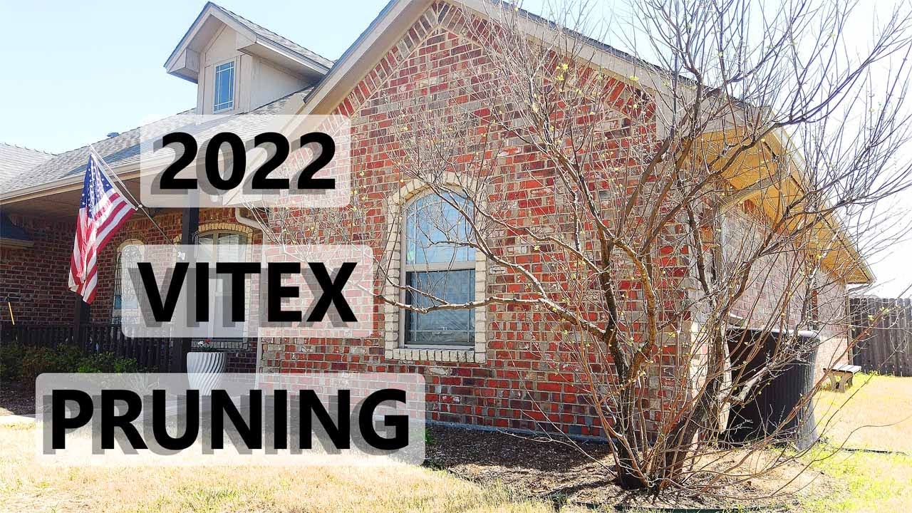 2022 Vitex Tree Pruning
