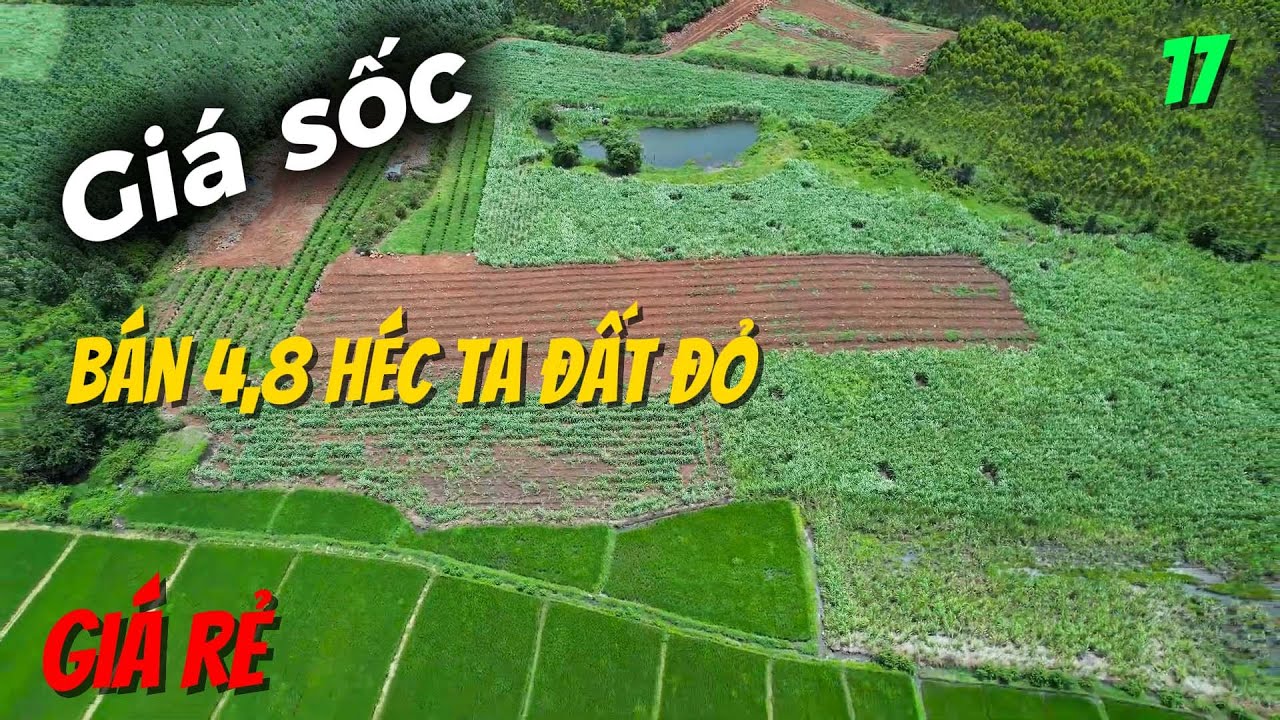 Bán 4,8 héc ta đất đỏ giá rẻ