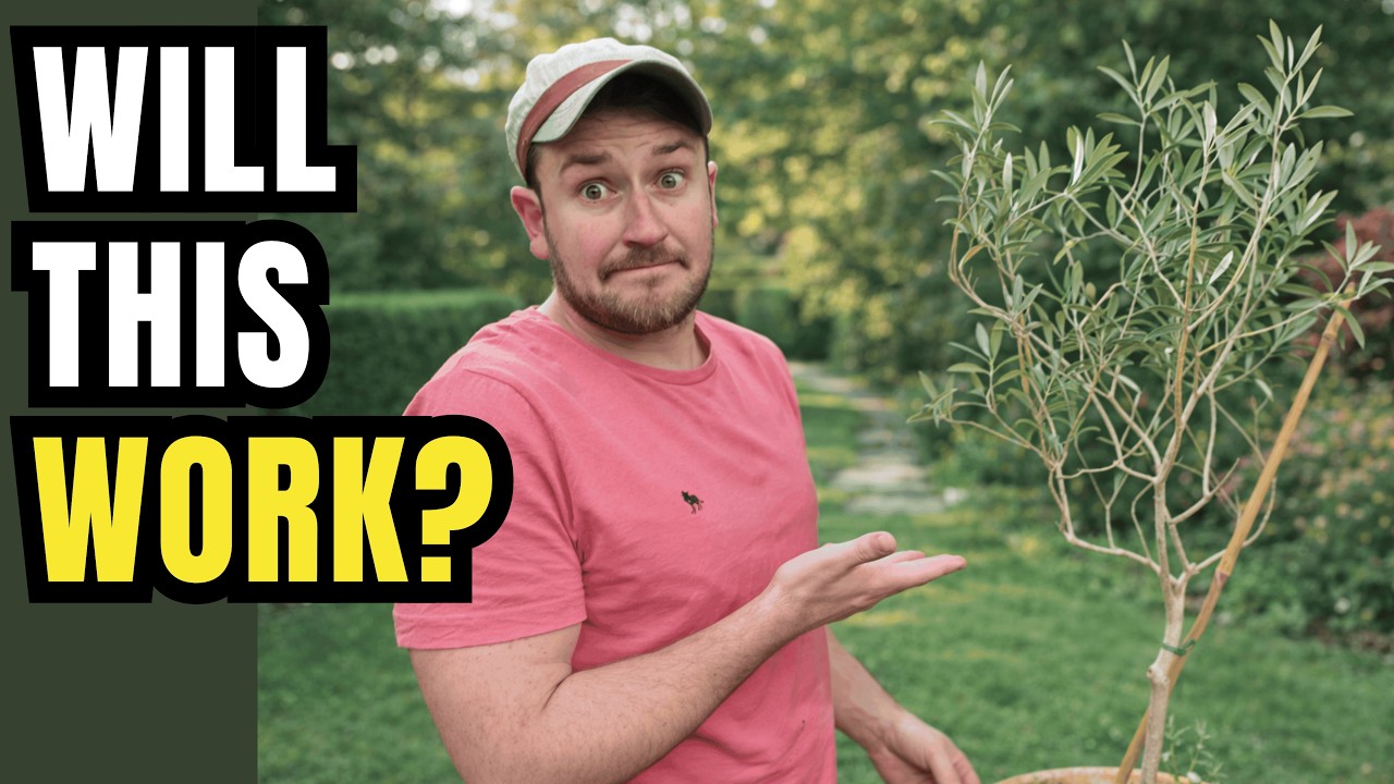 Planting an Olive Tree in Cold Climates (What Actually Works)