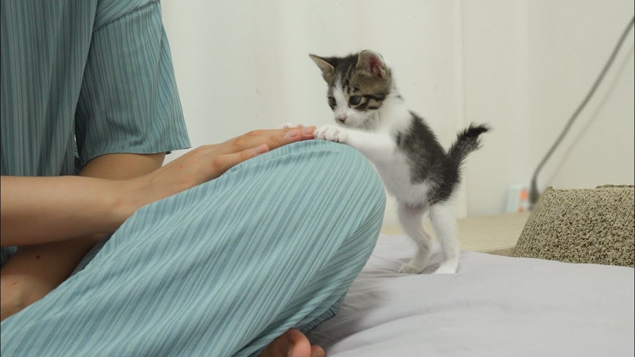 A Baby Kitten Wants to Play with You More!