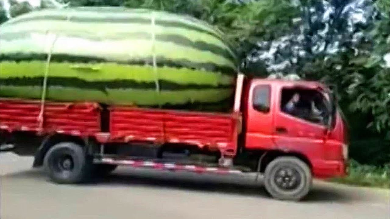 Largest Watermelon? World's Largest Fruit