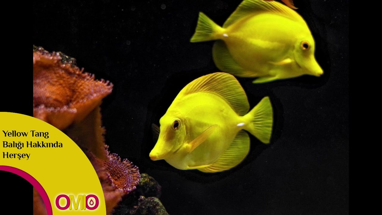 Yellow Tang Balığı Hakkında Herşey 