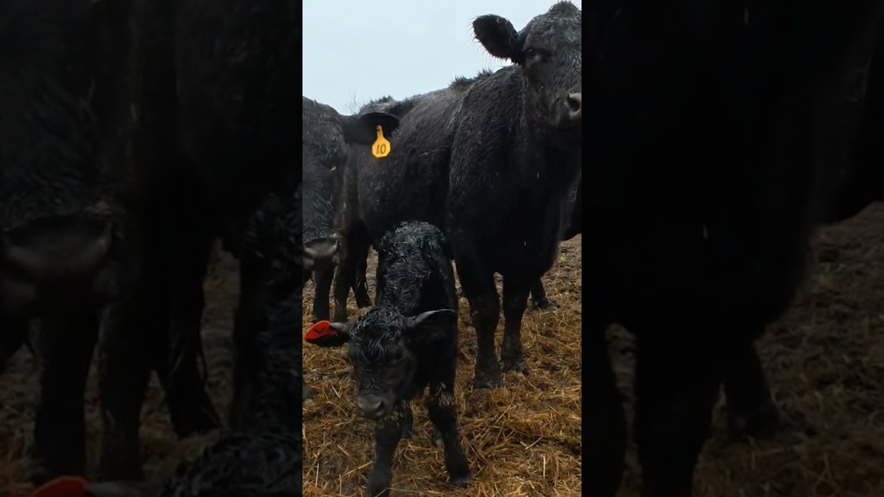 Look at this Bull! #cows #cow #cattle #beef #blackangus #calves #short #shorts