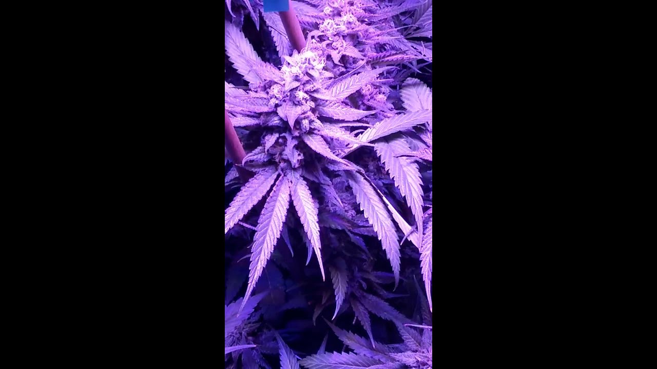 TGA Genetics Qrazy Trane Locomotion Cheese Quake