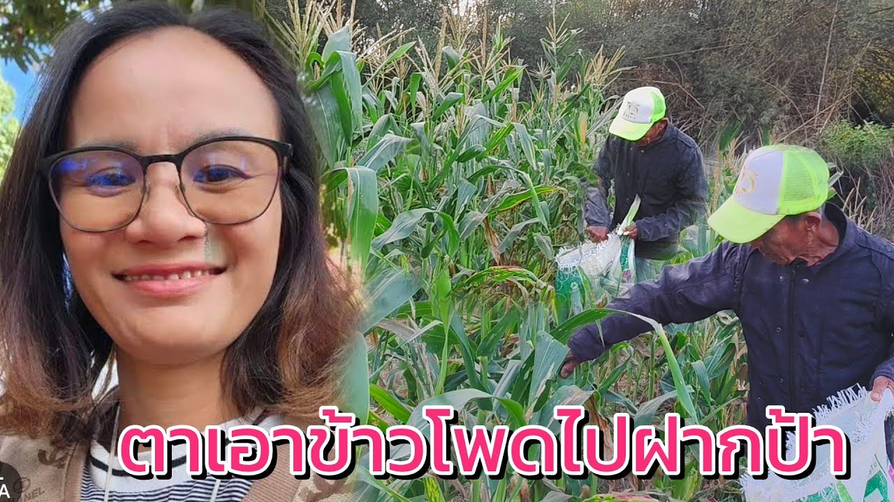 ตาเอาข้าวโพดไปฝากป้า