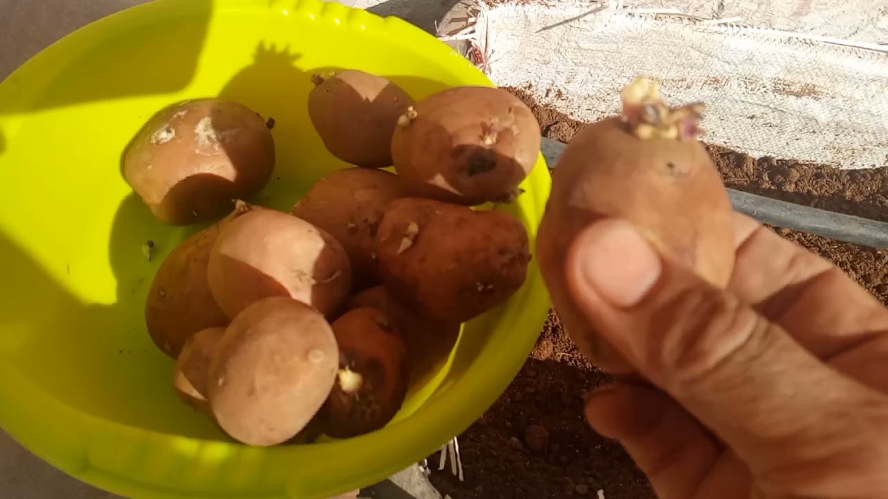 زراعة البطاطس في المنزل.      Growing potatoes at home