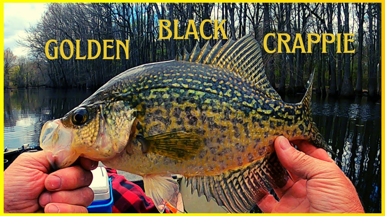 Catching Good size crappie with a Johnson beetle spin