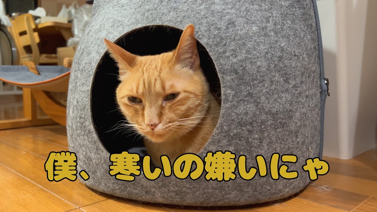 【保護猫】🐈寒い時はストーブが１番にゃ🐈の巻【にゃんこ日和】【rescued cat】
