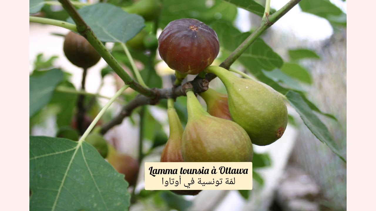 أغاني صباحية تونسية - chansons matinales tunisiennes