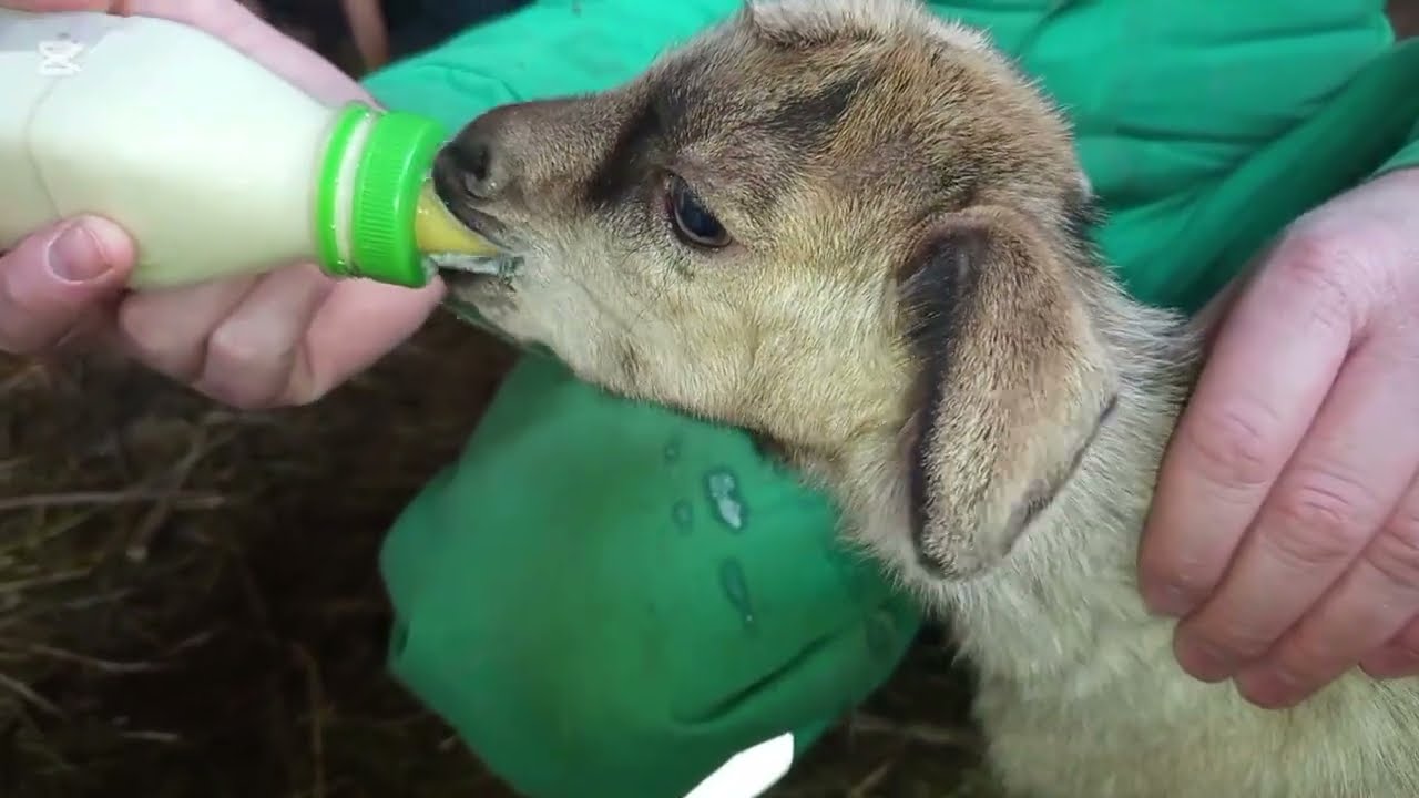 Život na selu koji smiruje dušu 🌱🐓Bez filtera: plastenik, kokoške i prava domaća jaja