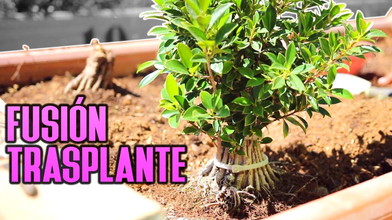 TÉCNICA Fusión - Plantados en bancales