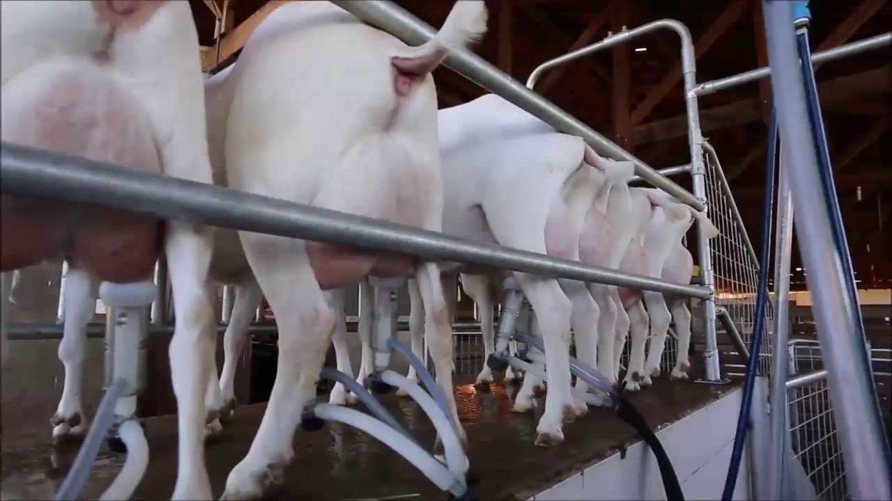 Cabras Saanen - Agro Marip&aacute;
