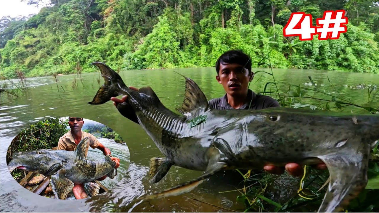 Cá Lớn Đi  Săn Mồi Sau Cơn Mưa Lớn Giữa Rừng | 3 Ngày Đêm Ngủ Giữa Rừng Mưa Săn Cá Trên Thượng Nguồn