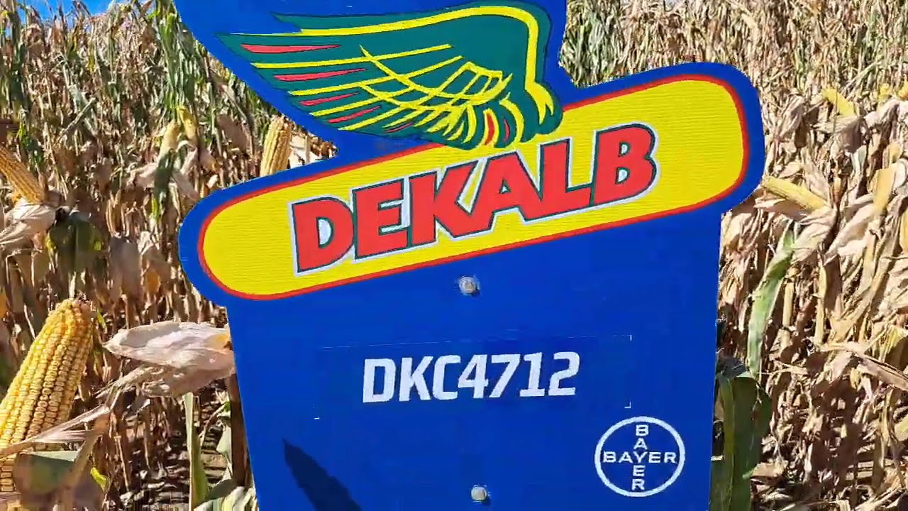 DKC4712 Dekalb kukorica vetőmag bemutatása KukoricaVetőmag.hu Kft. 2024