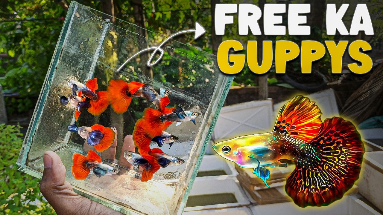 New Guppy Fish Stock and Price || New Guppy For Sale || Guppy Farm