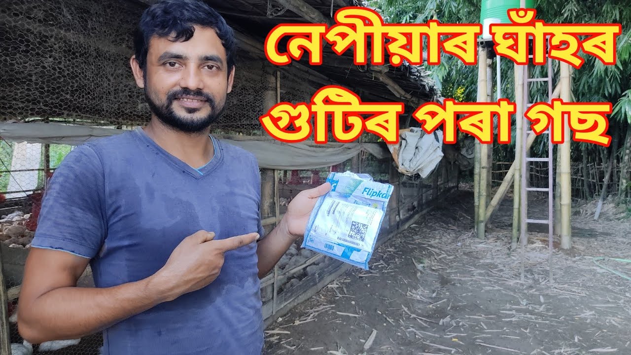 Napier grass || Assam