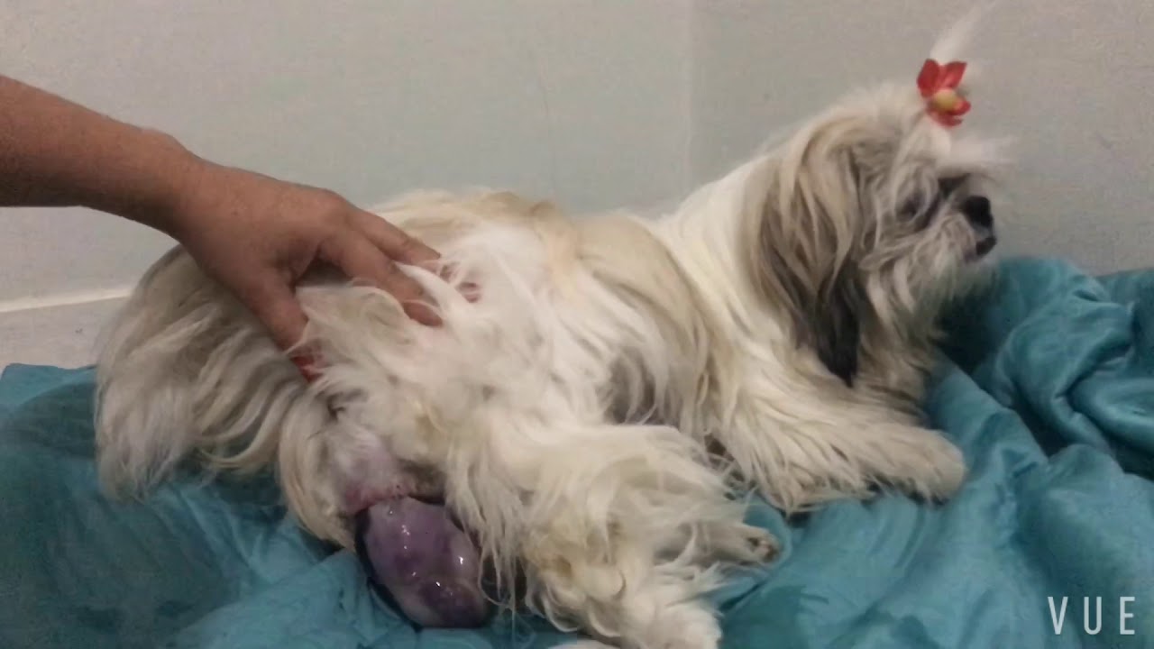 Parto da minha shih tzu