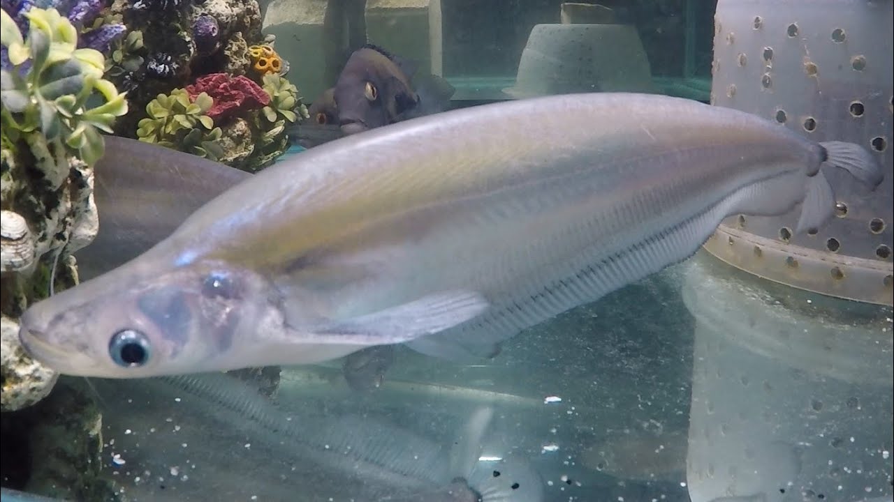 Story of 3 Giant Siamese Glass Catfish, Phalacronotus (bleekerii?), 2.5yo, 15inch